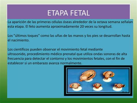 Fases Del Desarrollo Prenatal Recuperado Ppt