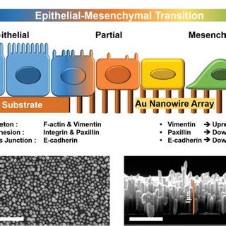 Schematics Of The Emt Of Cells Induced By Au Nwas A Au Nwas Implement