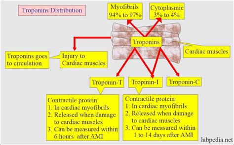 Cardiac Marker Part 3 Troponin T And Troponin I Labpedia Net