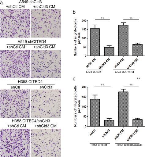 Cited4 Induces The Migration Of Adc Cells Via Cldn3‐dependent