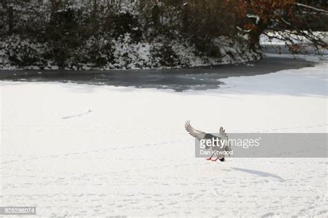 Siberian Ducks Photos And Premium High Res Pictures Getty Images