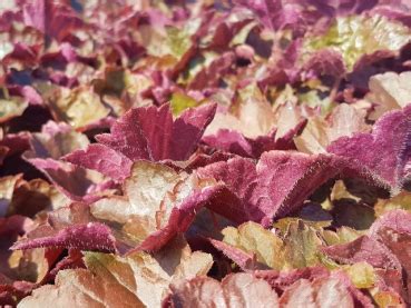 Purpurgl Ckchen Palace Purple Heuchera Micrantha Palace Purple