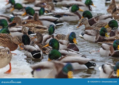 Ducks On A Lake Large Flock Of Ducks Swim In The Freezing Lake Stock