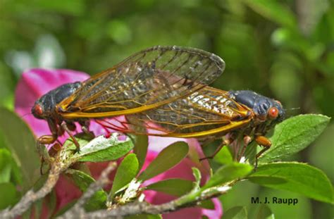 Theyre Back Cicadas Expected To Rise From The Ground In May The