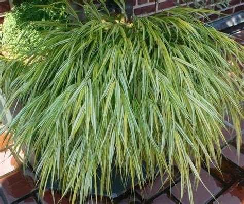 6 Great Ornamental Grasses To Grow In Containers