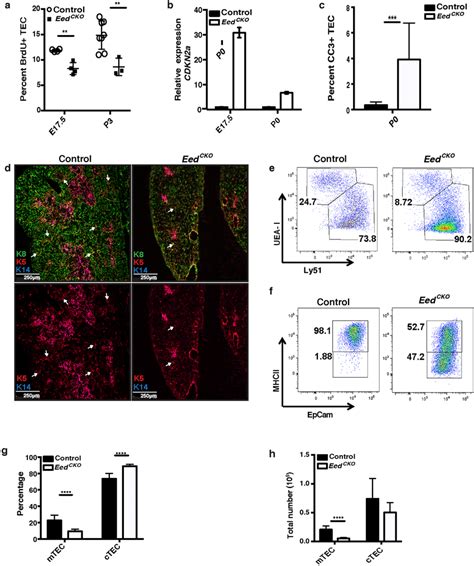 Eed Deletion Impairs Tec Proliferation Survival And Differentiation