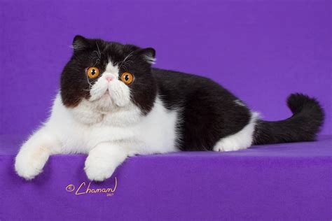 Exotic Shorthair Kittens for Sale & Breeders Near Me | Pets4You