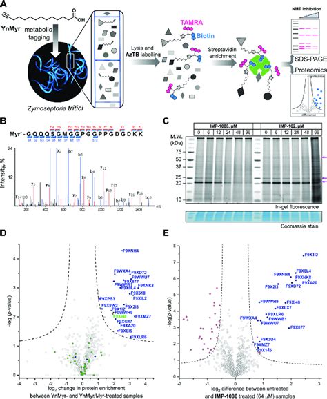 Inhibition and assessment of myristoylation in vivo. (A) Generalized... | Download Scientific ...