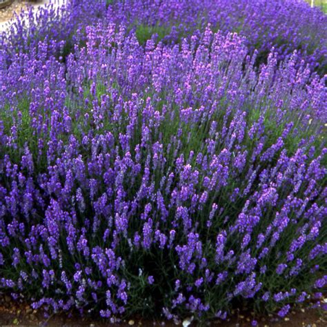 X Lavandula Angustifolia Hidcote Lavendel Pot X Cm