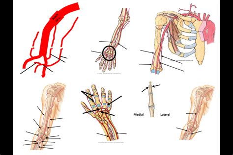 Arm Forearm Pt Diagram Quizlet