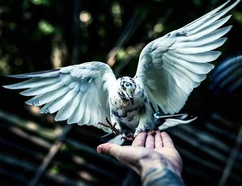 Stunning Shots of Finnish Forest Animals