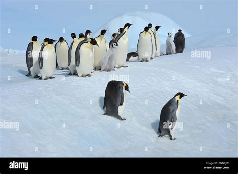 Emperor Penguins Aptenodytes Forsteri Penguin Colony With Adults And Chicks Snow Hill Island