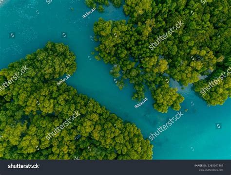 Aerial View Mangrove Swamp Stock Photo 2385507887 | Shutterstock