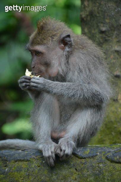 Monkey Forest In Ubud Bali