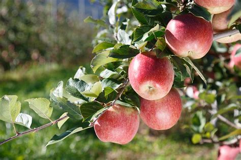 Фуджи сорт яблок описание - фото