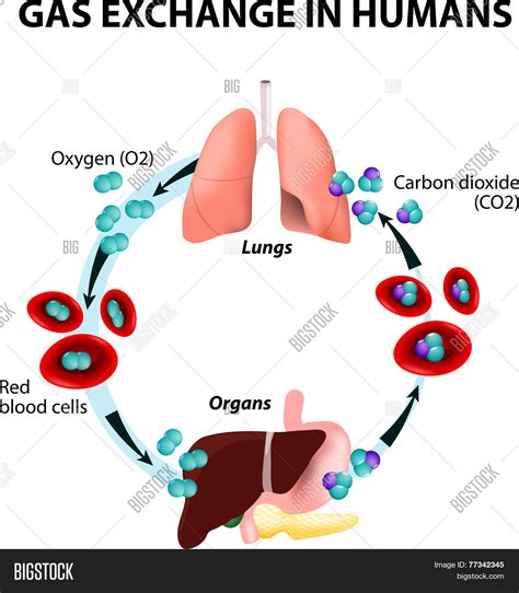 Gas Exchange Humans Vector & Photo (Free Trial) | Bigstock