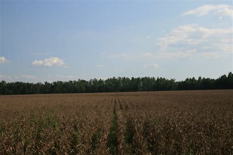 South Carolina Crop Progress Condition Report Morning Ag Clips