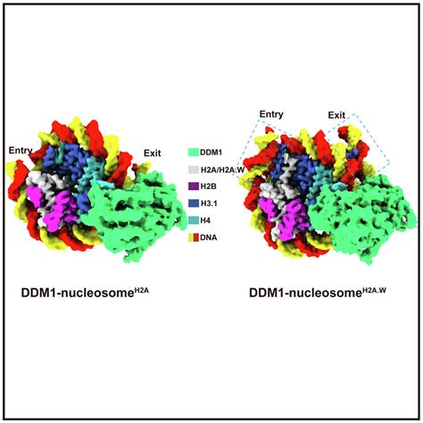 Mechanism Of Heterochromatin Remodeling Revealed By The DDM1 Bound