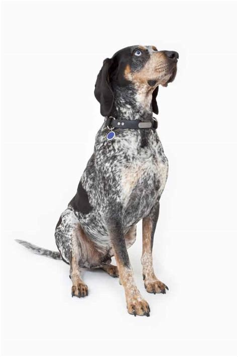 Bluetick Coonhound Temperament And Puppy Info (Price, Breeders, etc)