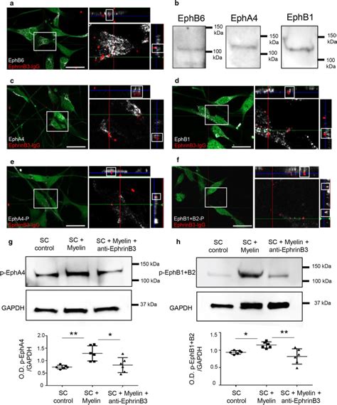 Ephrinb Binds And Activates Epha Ephb And Ephb Receptors In Sc A