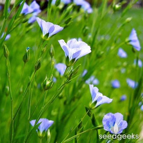 Blue Flax Wildflower Heirloom Seeds Flower Seeds Wildflower - Etsy