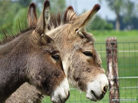 WesterkwartierNU Open Dag Zorgboerderij Hoeve Paradij Op 18 Juni 2022