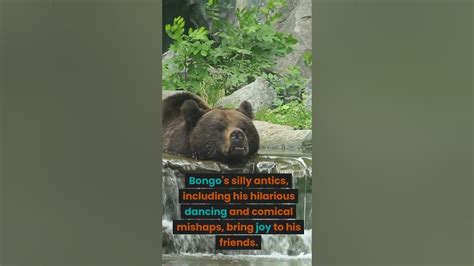 Bongo Funny Bear Youtube