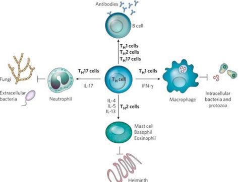 Figure 2 From Characterization Of Antigen Presenting Cell Function In