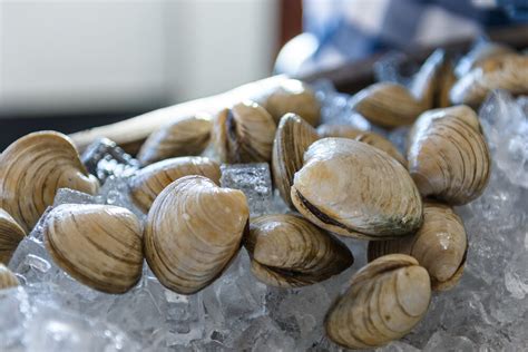 Clam Varieties Guide Every Type Of Clam You Can Buy 48 Off