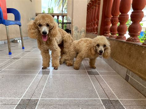 Dr Kramain 🐶 On Twitter Miniature Poodles In All Their Glory Color Apricot Both Sex