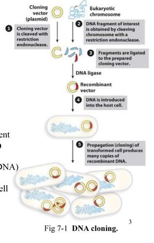 Lecture 6 Cloning DNA Flashcards Quizlet