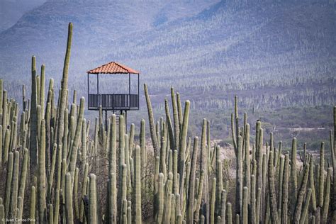 Zapotitlán Salinas Una Maravillosa Reserva De Cactáceas En México