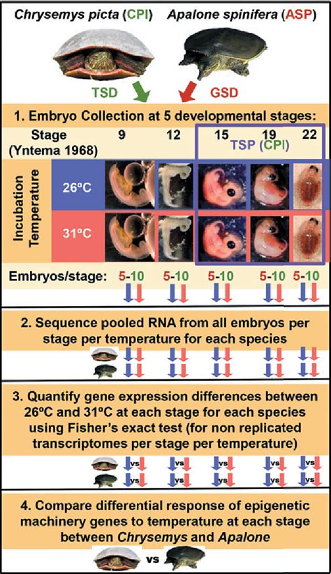 Figure 1 From Thermal Response Of Epigenetic Genes Informs Turtle Sex Determination With And