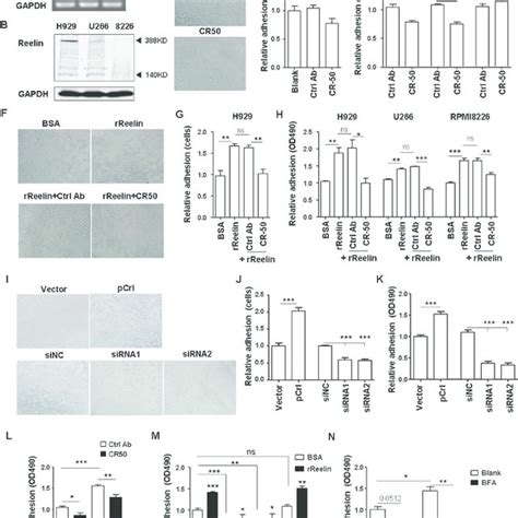 Reelin Promotes The Adhesion Of Hmcls To Fn The Expressions Of Reelin