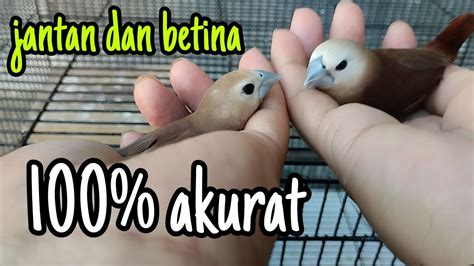 Cara Bedain Jantan Dan Betina Burung Emprit Bondol Haji Akurat