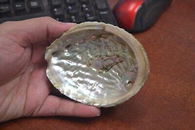 Pink Abalone Sea Shell One Side Polished Beach Decor Ebay