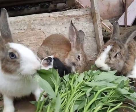 Makanan Kelinci Yang Sehat Bergizi Dan Mudah Didapat