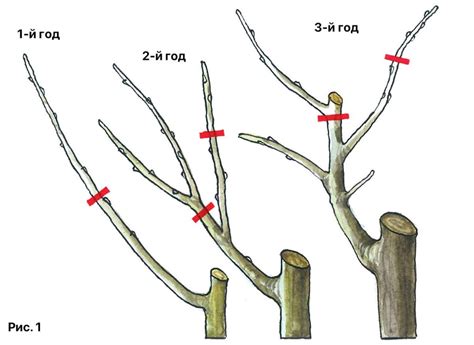 How To Prune A Fruit Tree Step By Step Artofit