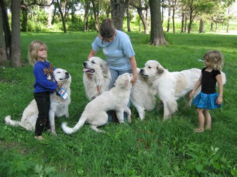 Great Pyrenees Prove To Be Loyal Guards Friends News