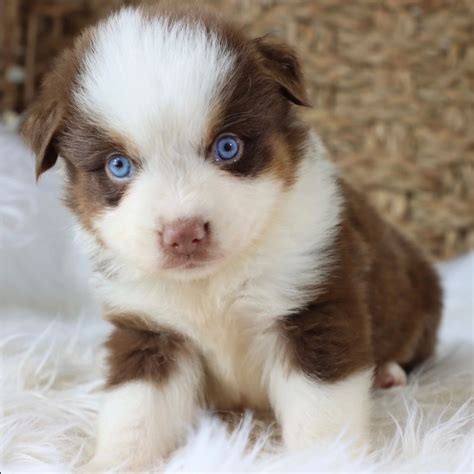 Miniature Australian Shepherd Puppies for Sale | Central ParkPuppies