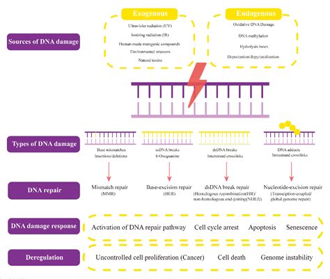 Figure From Roles Of Dna Damage In Renal Tubular Epithelial Cells