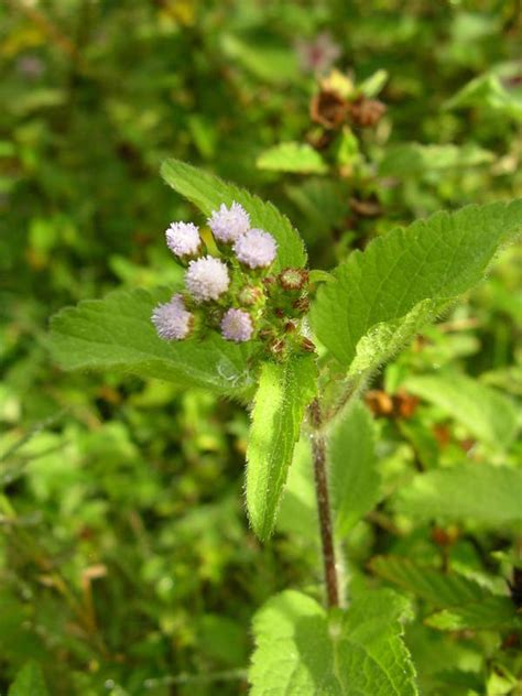 African Plants A Photo Guide Ageratum Conyzoides L