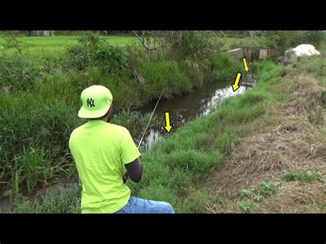 Lama Tidak Di Pancing Ikan Gabus Di Parit Ini Mulai Ganas Fishing