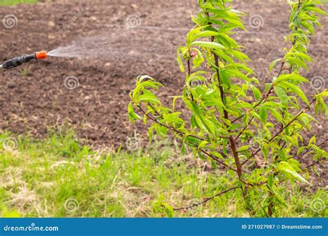 Spraying Of A Peach Tree Against Curl Disease Care Of Fruit Trees