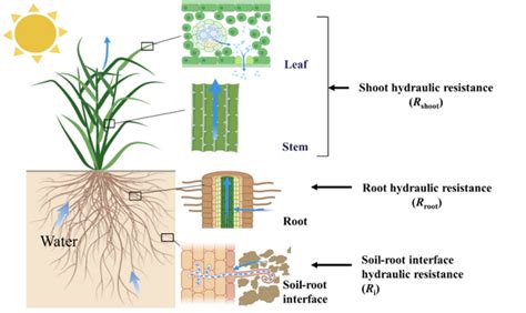 Plant Physiol 华中农业大学水稻栽培生理团队揭示根系形态结构与水力导度调控水稻抗旱性的机制 知乎