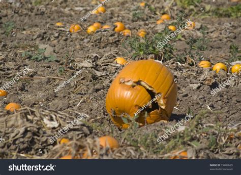 Broken Pumpkin Stock Photo 19409629 : Shutterstock