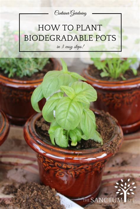 Container Gardening: How to Plant Biodegradable Pots