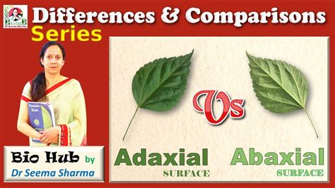 Adaxial Vs Abaxial Leaf Surface Youtube