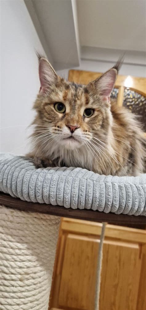 Liczna Kotka Maine Coon Do Adopcji Sul Cinek Olx Pl