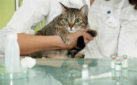 Blogue Da Natureza Em Forma Diabetes Em Gatos A Doen A Tem Se Tornado